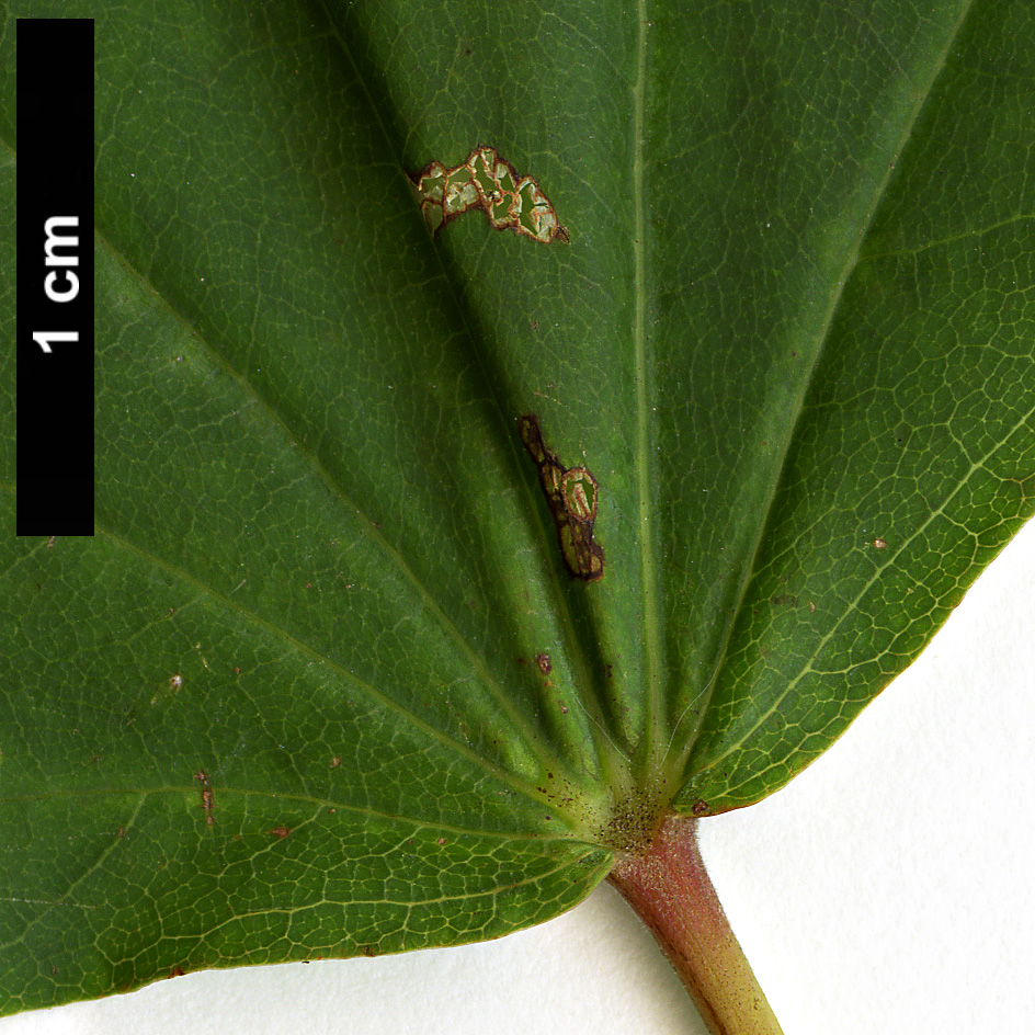 High resolution image: Family: Sapindaceae - Genus: Acer - Taxon: pictum - SpeciesSub: subsp. mono High resolution image: Family: Sapindaceae - Genus: Acer - Taxon: pictum - SpeciesSub: subsp. mono